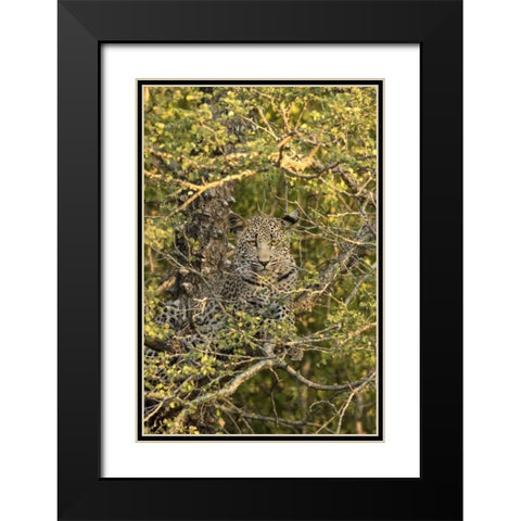 South Africa, Leopard cub hiding from hyenas Black Modern Wood Framed Art Print with Double Matting by Zuckerman, Jim