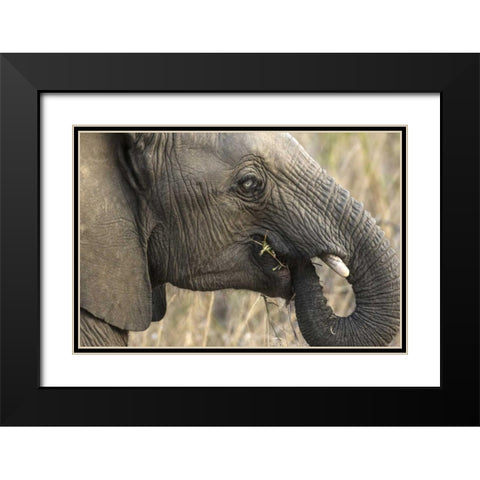 South Africa, Very rare blue-eyed elephant Black Modern Wood Framed Art Print with Double Matting by Zuckerman, Jim