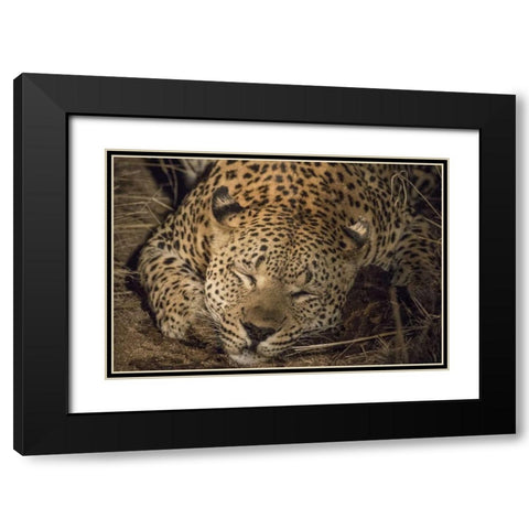 South Africa, Leopard sleeping at night Black Modern Wood Framed Art Print with Double Matting by Zuckerman, Jim