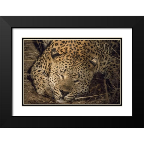 South Africa, Leopard sleeping at night Black Modern Wood Framed Art Print with Double Matting by Zuckerman, Jim