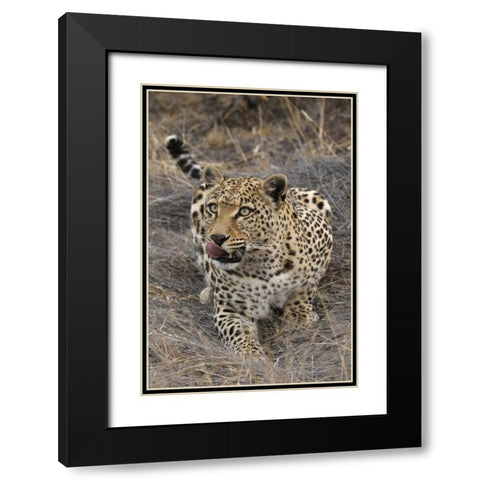 South Africa, Crouching leopard Black Modern Wood Framed Art Print with Double Matting by Zuckerman, Jim