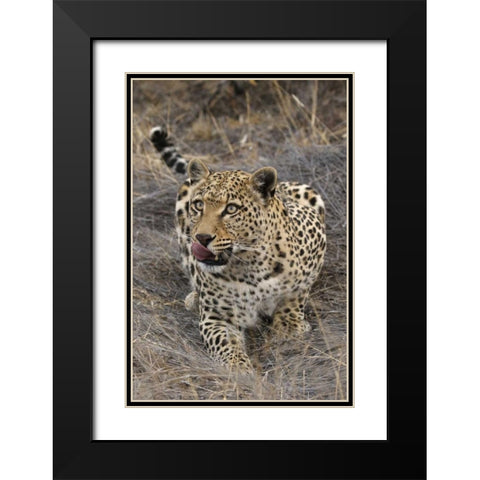 South Africa, Crouching leopard Black Modern Wood Framed Art Print with Double Matting by Zuckerman, Jim