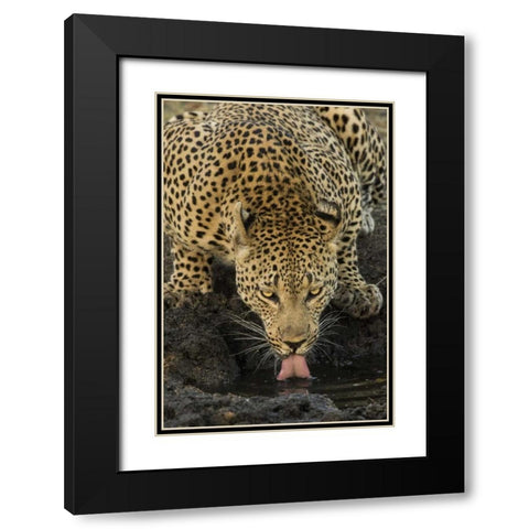 South Kruger NP Leopard drinking at waterhole Black Modern Wood Framed Art Print with Double Matting by Zuckerman, Jim