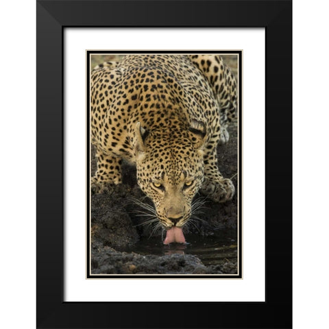 South Kruger NP Leopard drinking at waterhole Black Modern Wood Framed Art Print with Double Matting by Zuckerman, Jim