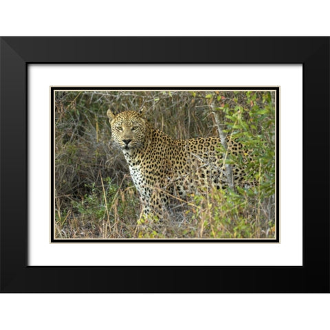 South Sabi Sabi Private Game Reserve Black Modern Wood Framed Art Print with Double Matting by Zuckerman, Jim