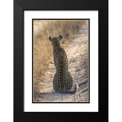 South Africa, Back of leopard sitting in road Black Modern Wood Framed Art Print with Double Matting by Zuckerman, Jim