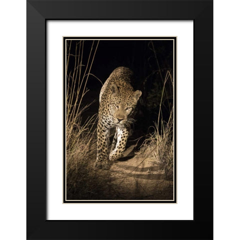 South Africa, Leopard walking trail at night Black Modern Wood Framed Art Print with Double Matting by Zuckerman, Jim