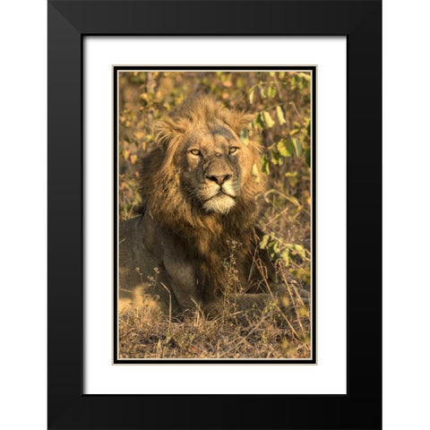 South Africa, Male lion resting Black Modern Wood Framed Art Print with Double Matting by Zuckerman, Jim