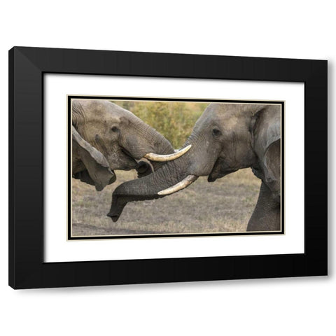 South Africa, Sparring elephants Black Modern Wood Framed Art Print with Double Matting by Zuckerman, Jim