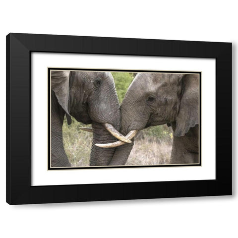South Africa, Sparring elephants Black Modern Wood Framed Art Print with Double Matting by Zuckerman, Jim