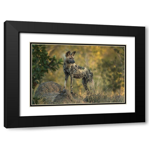South Africa-Sabi Sabi Private Reserve Wild dog at sunrise Black Modern Wood Framed Art Print with Double Matting by Jaynes Gallery