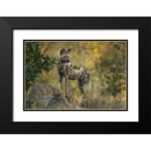 South Africa-Sabi Sabi Private Reserve Wild dog at sunrise Black Modern Wood Framed Art Print with Double Matting by Jaynes Gallery