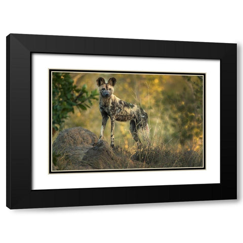 South Africa-Sabi Sabi Private Reserve Wild dog at sunrise Black Modern Wood Framed Art Print with Double Matting by Jaynes Gallery