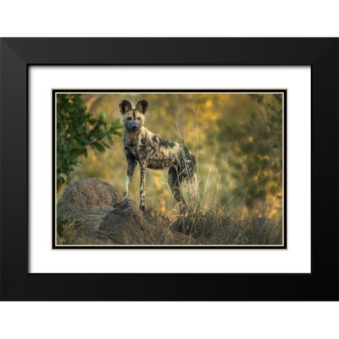 South Africa-Sabi Sabi Private Reserve Wild dog at sunrise Black Modern Wood Framed Art Print with Double Matting by Jaynes Gallery