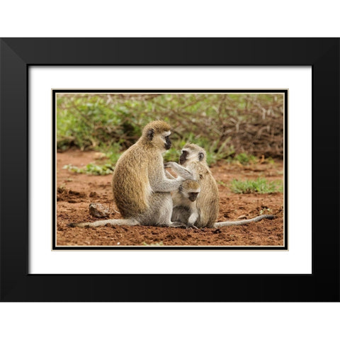Black faced vervet monkey with babies-Chlorocebus pygerythrus-Serengeti National Park-Tanzania Black Modern Wood Framed Art Print with Double Matting by Jones, Adam