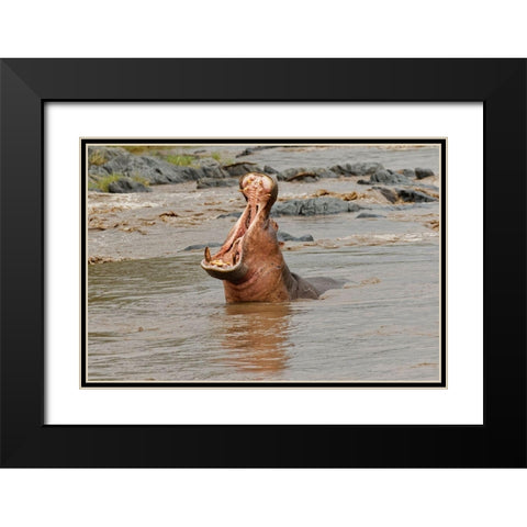 Hippopotamus making threat display-Hippopotamus amphibius-Serengeti National Park-Tanzania-Africa Black Modern Wood Framed Art Print with Double Matting by Jones, Adam