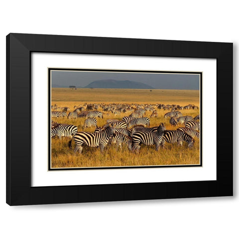 Zebras-Serengeti National Park-Tanzania Black Modern Wood Framed Art Print with Double Matting by Jones, Adam