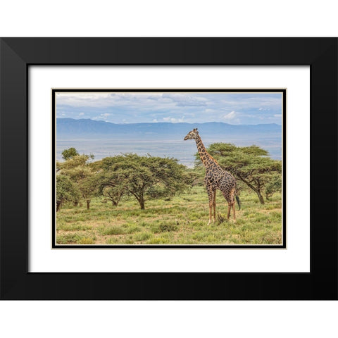Masai Giraffe grazing on acacia tree-Ngorongoro Conservation Area-Tanzania-Arica Black Modern Wood Framed Art Print with Double Matting by Jones, Adam