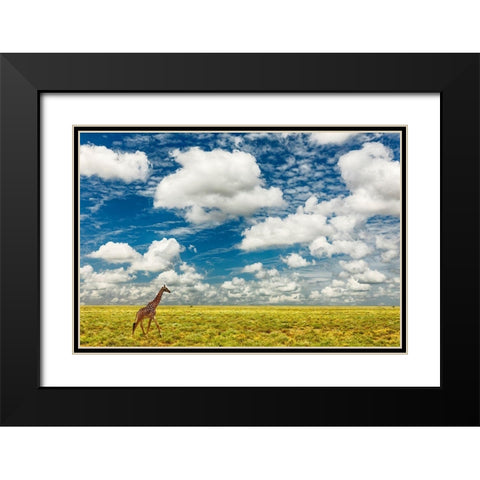 Masai Giraffe on open plains of Serengeti National Park-Tanzania-Africa-Giraffa Black Modern Wood Framed Art Print with Double Matting by Jones, Adam
