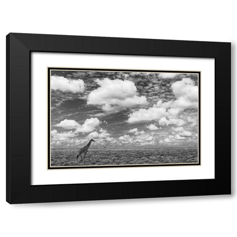 Masai Giraffe on open plains of Serengeti National Park-Tanzania-Africa-Giraffa Black Modern Wood Framed Art Print with Double Matting by Jones, Adam