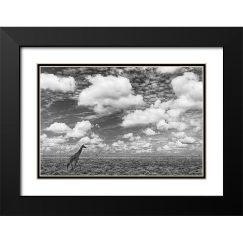 Masai Giraffe on open plains of Serengeti National Park-Tanzania-Africa-Giraffa Black Modern Wood Framed Art Print with Double Matting by Jones, Adam
