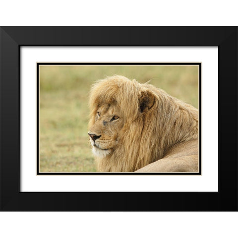 Blonde adult male lion-Panthera leo-Serengeti National Park-Tanzania-Africa Black Modern Wood Framed Art Print with Double Matting by Jones, Adam