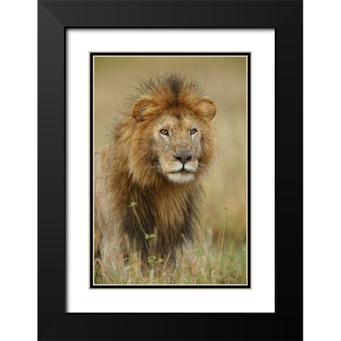 Adult black maned Lion-Panthera leo-Serengeti National Park-Tanzania-Africa Black Modern Wood Framed Art Print with Double Matting by Jones, Adam