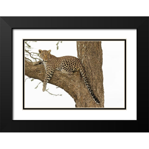 African leopard in tree-Panthera pardus pardus-Serengeti National Park-Tanzania-Africa Black Modern Wood Framed Art Print with Double Matting by Jones, Adam