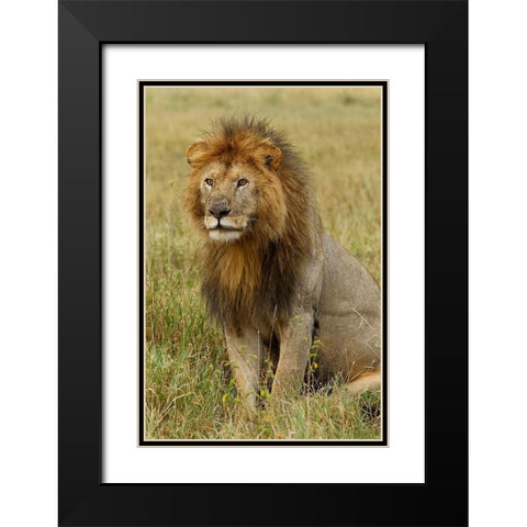 Adult black maned Lion-Panthera leo-Serengeti National Park-Tanzania-Africa Black Modern Wood Framed Art Print with Double Matting by Jones, Adam