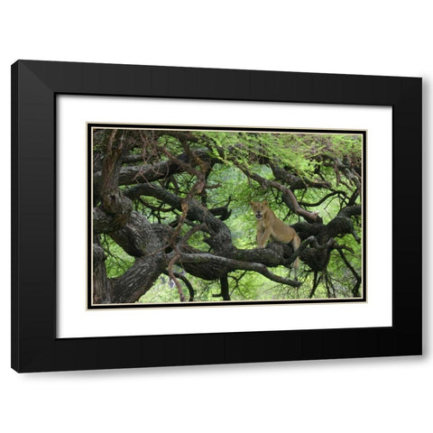 Tanzania African lioness rests on tree branch Black Modern Wood Framed Art Print with Double Matting by Morris, Arthur