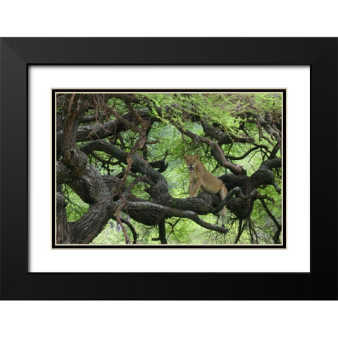 Tanzania African lioness rests on tree branch Black Modern Wood Framed Art Print with Double Matting by Morris, Arthur