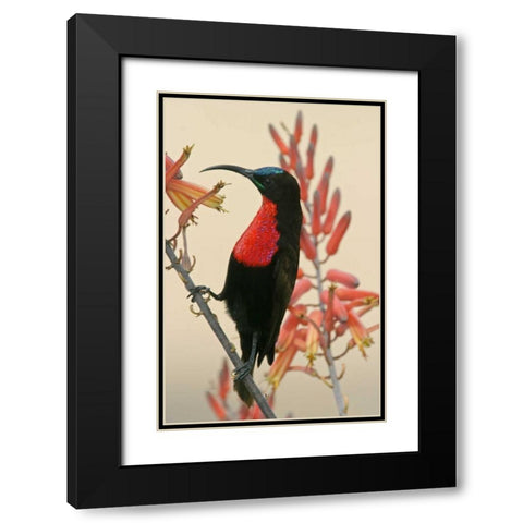 Tanzania, Ndutu Scarlet-breasted sunbird on limb Black Modern Wood Framed Art Print with Double Matting by Morris, Arthur