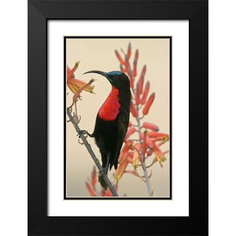 Tanzania, Ndutu Scarlet-breasted sunbird on limb Black Modern Wood Framed Art Print with Double Matting by Morris, Arthur