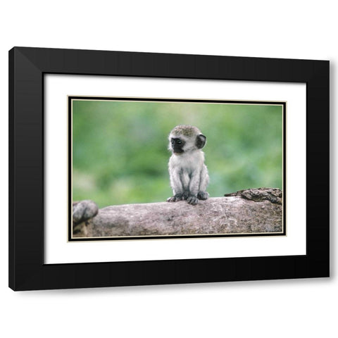Tanzania, Ngorogoro Crater Vervet monkey baby Black Modern Wood Framed Art Print with Double Matting by Welling, Dave