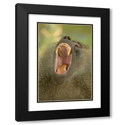 Tanzania, Lake Manyara Olive baboon yawning Black Modern Wood Framed Art Print with Double Matting by Morris, Arthur