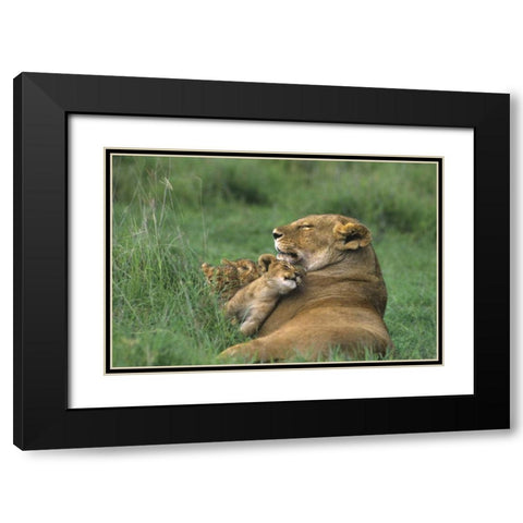 Tanzania, Ngorongoro Crater African lion and cub Black Modern Wood Framed Art Print with Double Matting by Welling, Dave