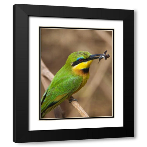 Tanzania, Lake Manyara NP Bee-eater on a branch Black Modern Wood Framed Art Print with Double Matting by Kirkland, Dennis