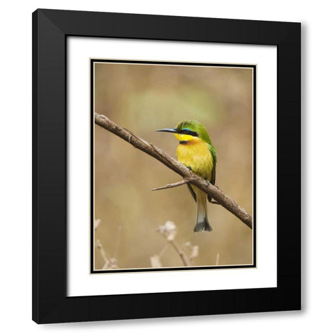 Tanzania, Lake Manyara NP Bee-eater on a branch Black Modern Wood Framed Art Print with Double Matting by Kirkland, Dennis
