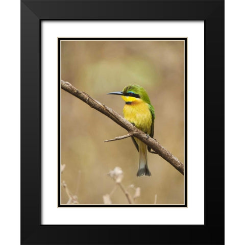 Tanzania, Lake Manyara NP Bee-eater on a branch Black Modern Wood Framed Art Print with Double Matting by Kirkland, Dennis