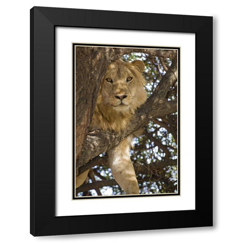 Tanzania, Lake Manyara NP Lion in a tree Black Modern Wood Framed Art Print with Double Matting by Kirkland, Dennis