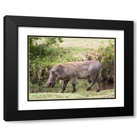 Tanzania, Lake Manyara NP Warthog walking Black Modern Wood Framed Art Print with Double Matting by Kirkland, Dennis