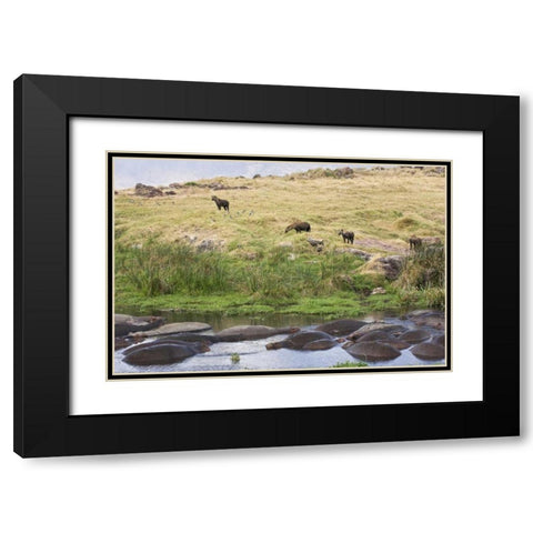 Tanzania, Ngorongoro Hippos in pool with hyenas Black Modern Wood Framed Art Print with Double Matting by Kirkland, Dennis