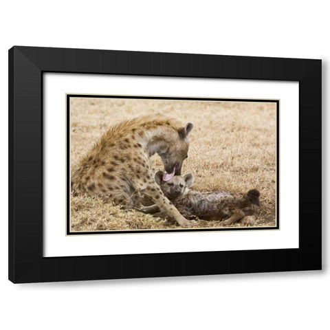 Tanzania, Ngorongoro Spotted hyena licking baby Black Modern Wood Framed Art Print with Double Matting by Kirkland, Dennis