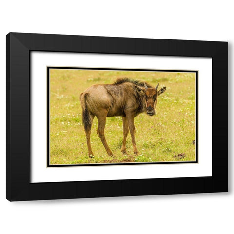Africa-Tanzania-Ngorongoro Crater Young white-bearded wildebeest close-up  Black Modern Wood Framed Art Print with Double Matting by Jaynes Gallery