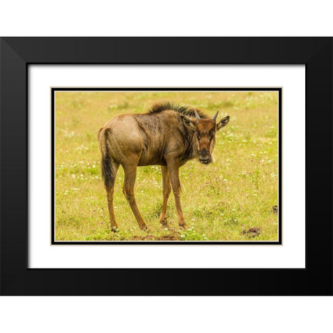 Africa-Tanzania-Ngorongoro Crater Young white-bearded wildebeest close-up  Black Modern Wood Framed Art Print with Double Matting by Jaynes Gallery