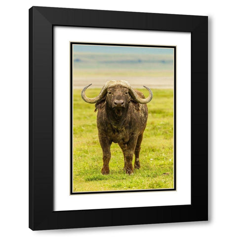 Africa-Tanzania-Ngorongoro Crater Cape buffalo close-up  Black Modern Wood Framed Art Print with Double Matting by Jaynes Gallery