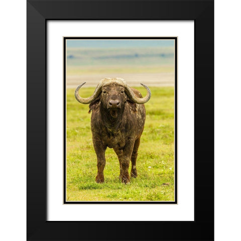 Africa-Tanzania-Ngorongoro Crater Cape buffalo close-up  Black Modern Wood Framed Art Print with Double Matting by Jaynes Gallery