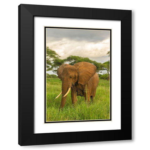 Africa-Tanzania-Tarangire National Park African elephant close-up  Black Modern Wood Framed Art Print with Double Matting by Jaynes Gallery