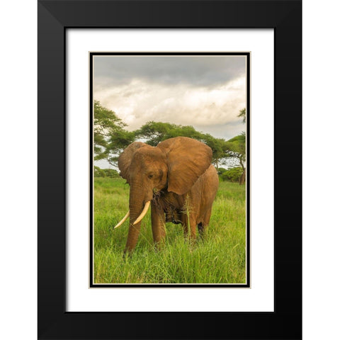 Africa-Tanzania-Tarangire National Park African elephant close-up  Black Modern Wood Framed Art Print with Double Matting by Jaynes Gallery