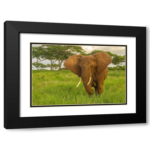 Africa-Tanzania-Tarangire National Park African elephant close-up  Black Modern Wood Framed Art Print with Double Matting by Jaynes Gallery